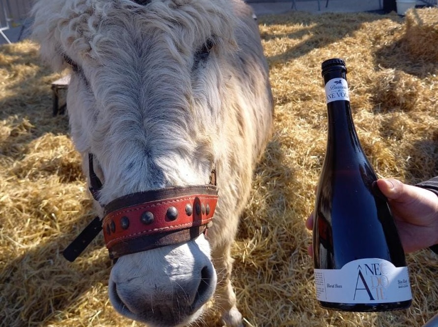 Donkey Festival - Gonfaron - Provence