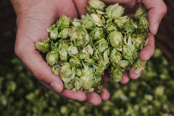 Hops